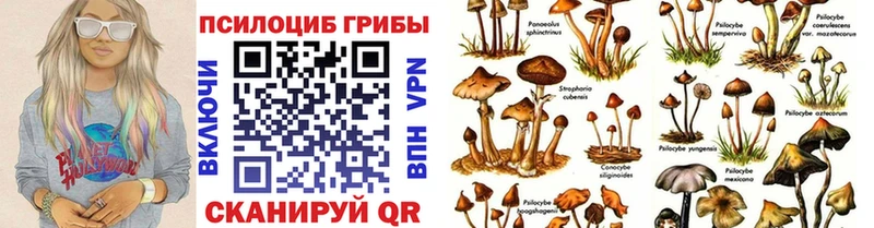 omg ТОР Анжеро-Судженск Галлюциногенные грибы Cubensis